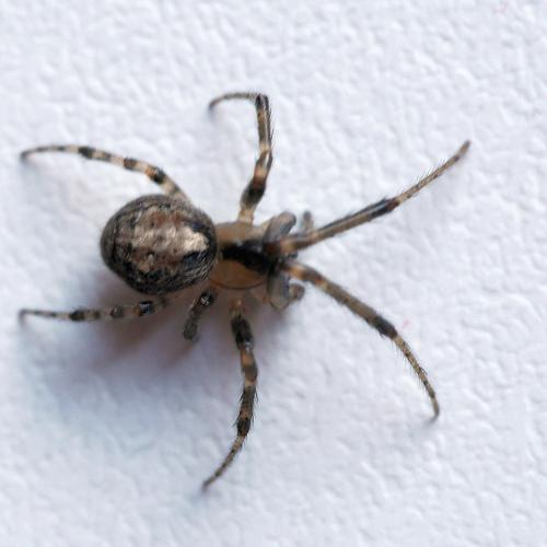 Zygiella x-notata